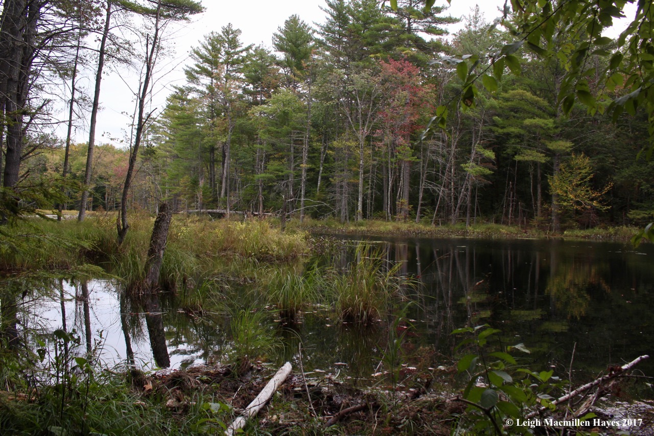 m8-beaver pond