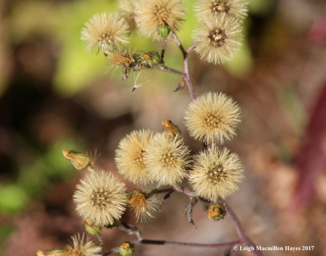 o-aster gone to seed