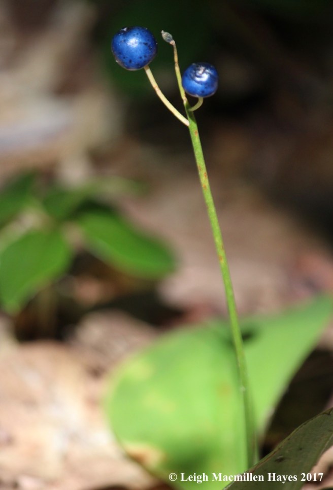 o-bluebead lily