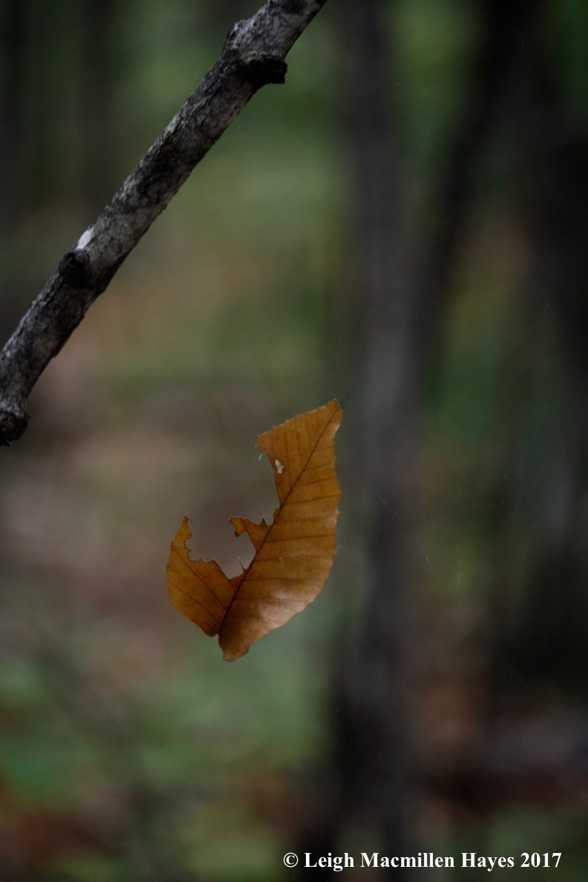 p11--suspended animation