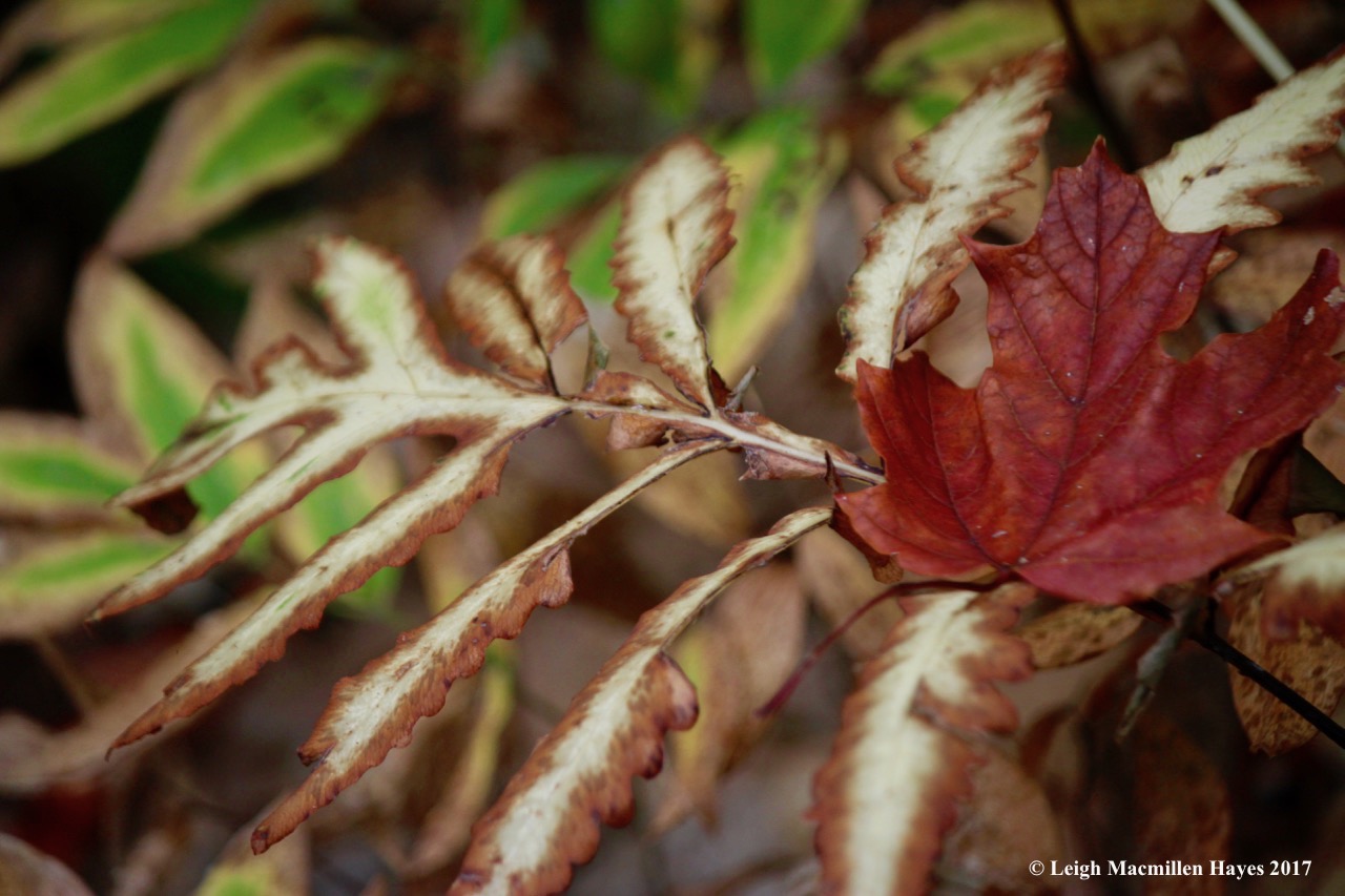 p12-sugar maple on sensitive fern