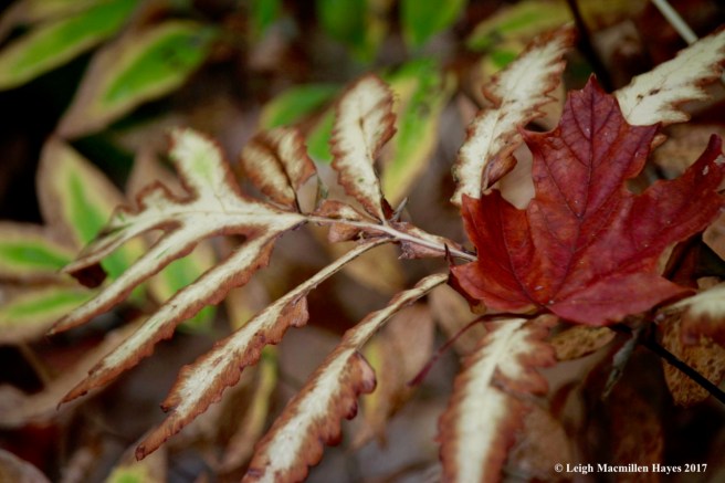 p12-sugar maple on sensitive fern