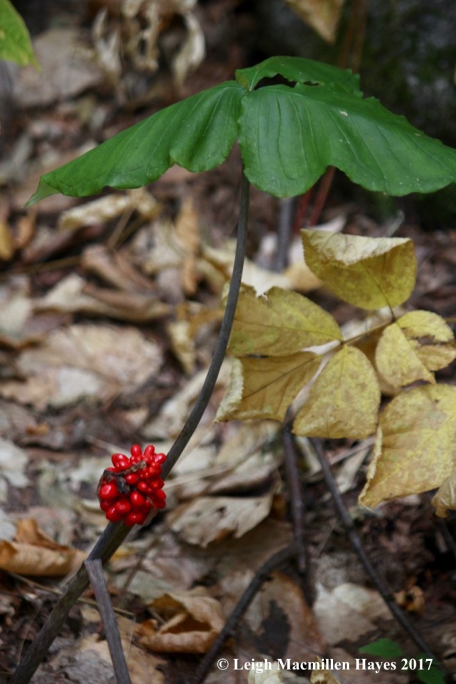 p14-jack in the pulpit