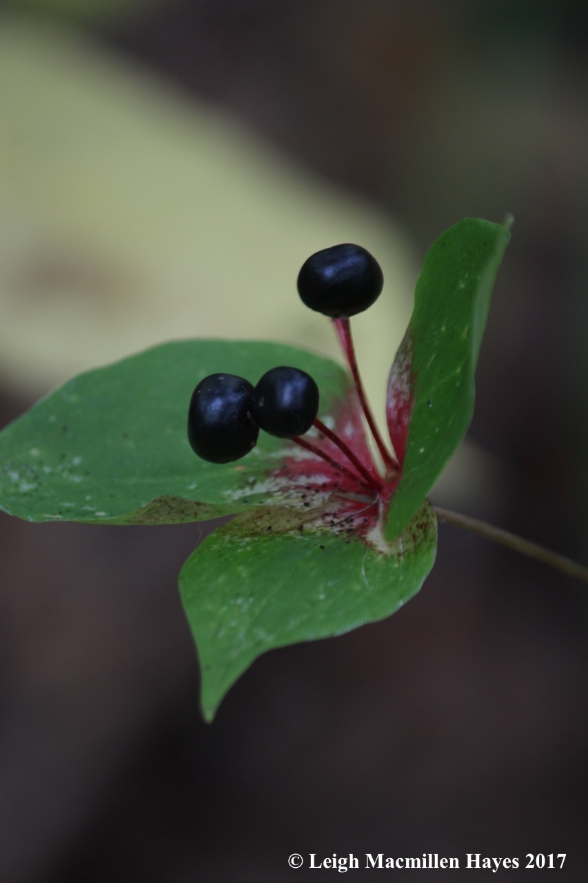 p15-Indian Cucumber Root
