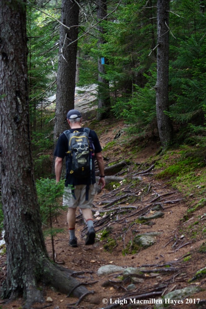 p20-roots and rocks on trail