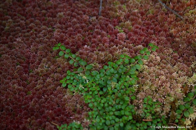 p43-snowberry and sphagnum