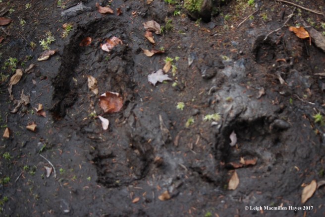 p50-my guy and a bear