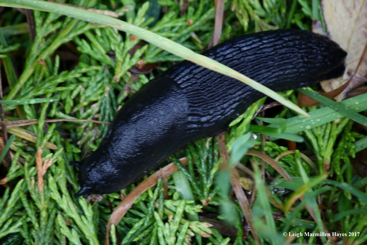 s-black slug