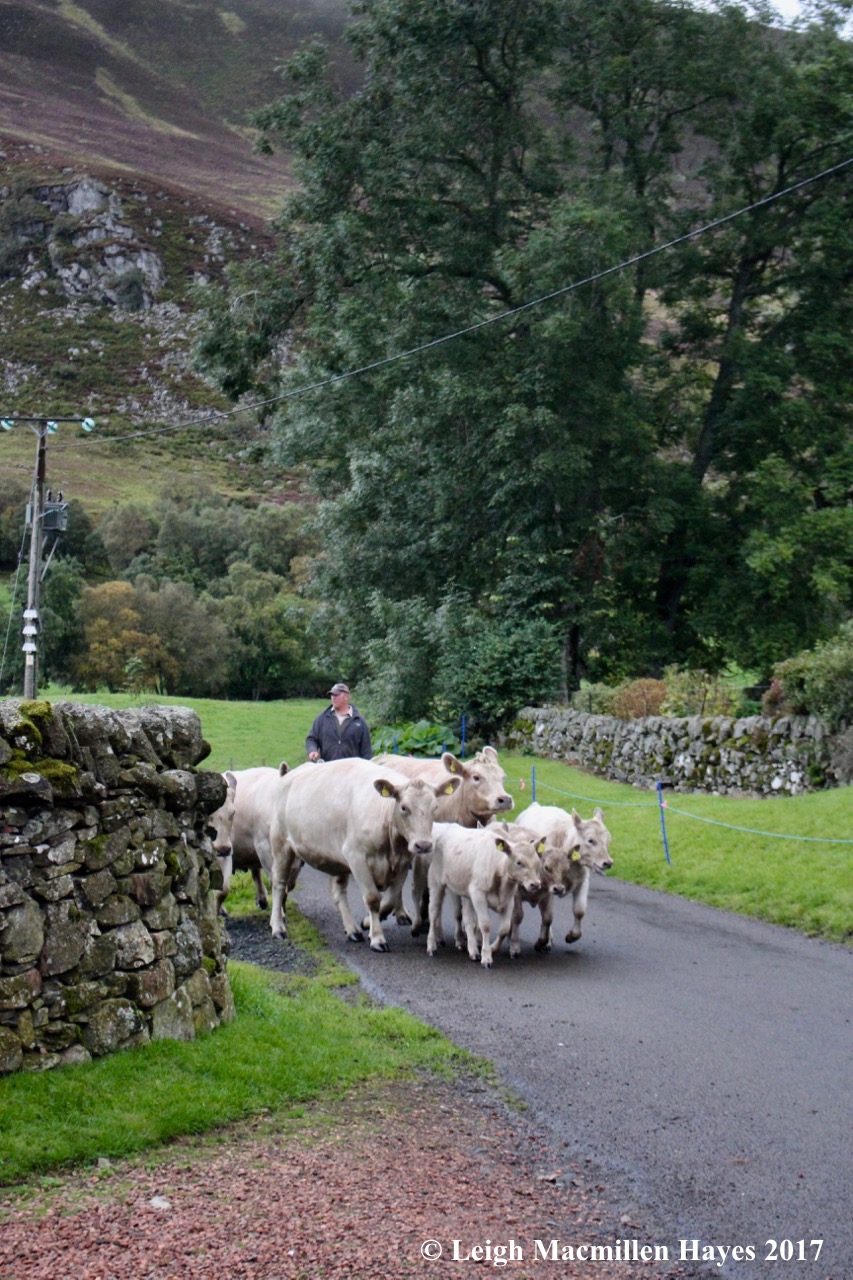 s-cattle drive 1, Sept 8