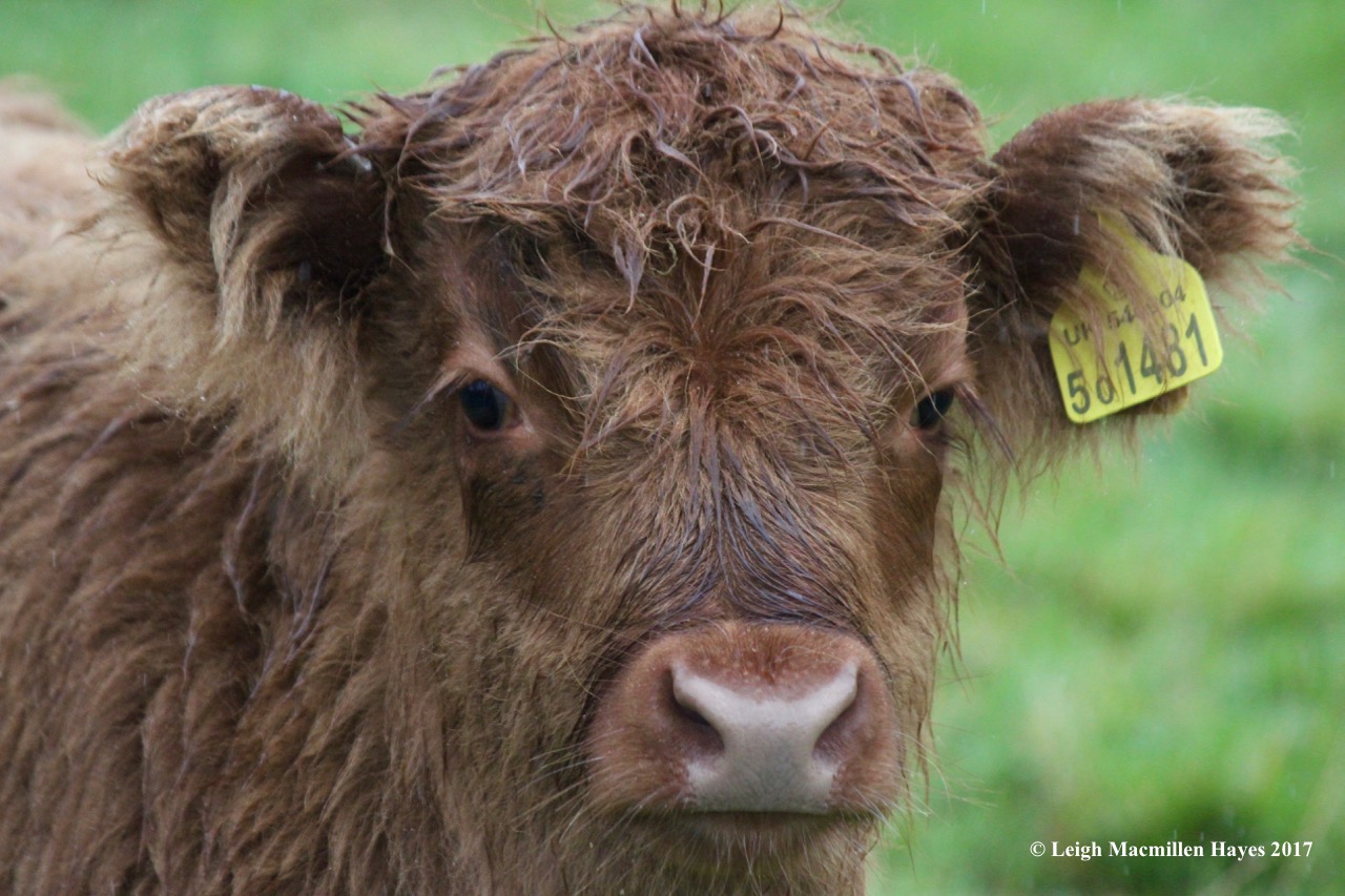 s-cow 3, Sept 3 blog