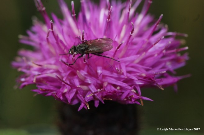 s-fly on thistle