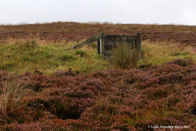 s-grouse blind, Sept 5