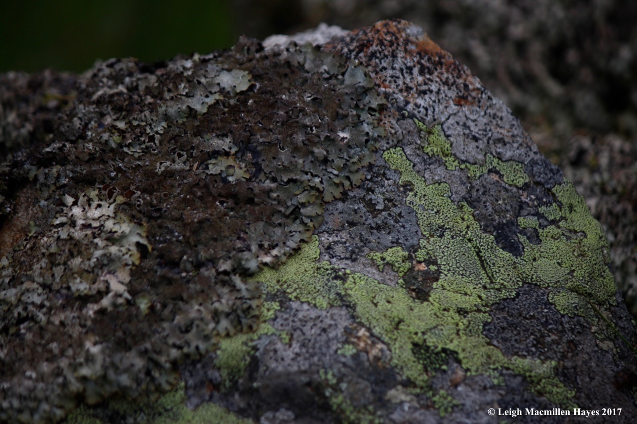 s-lichen