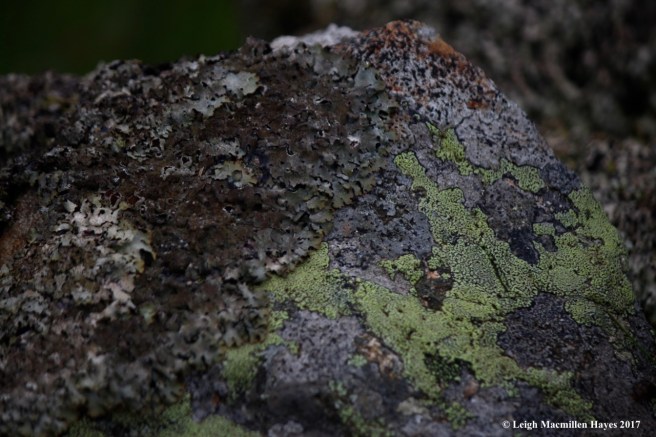 s-lichen