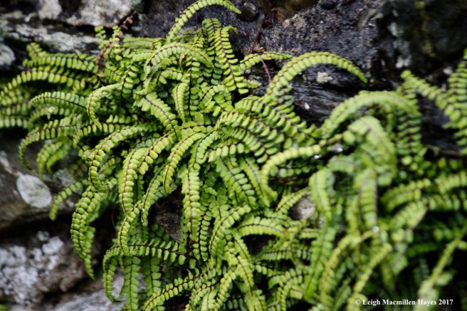 s-maidenhair fern 1