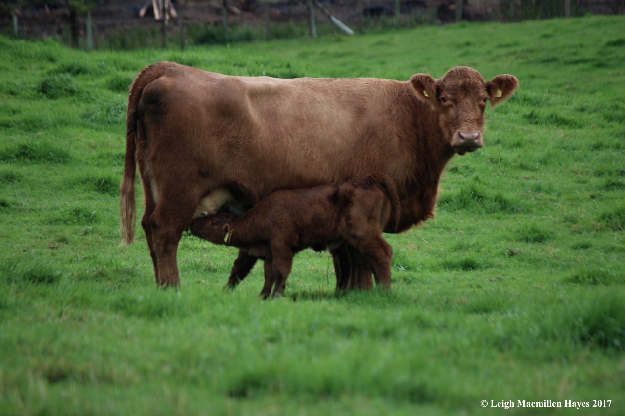 s-momma feeding calves