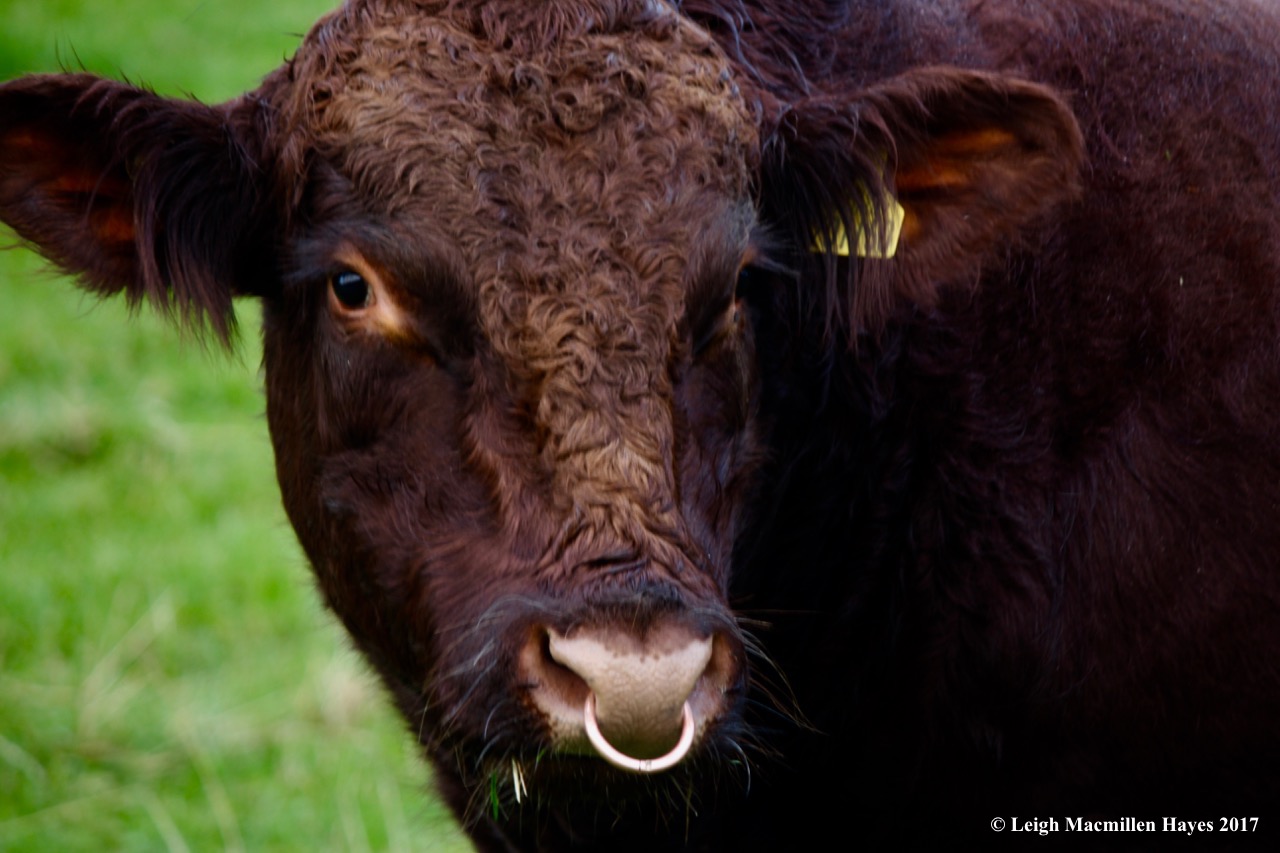 s-neighborhood bull, Sept 4