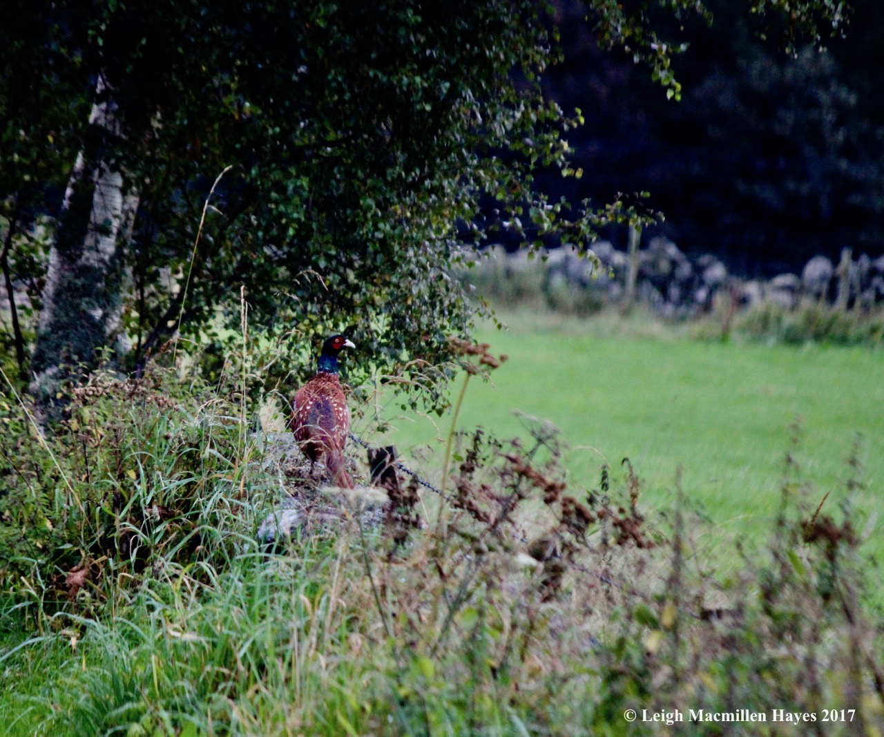 s-pheasant 1, Sept 7