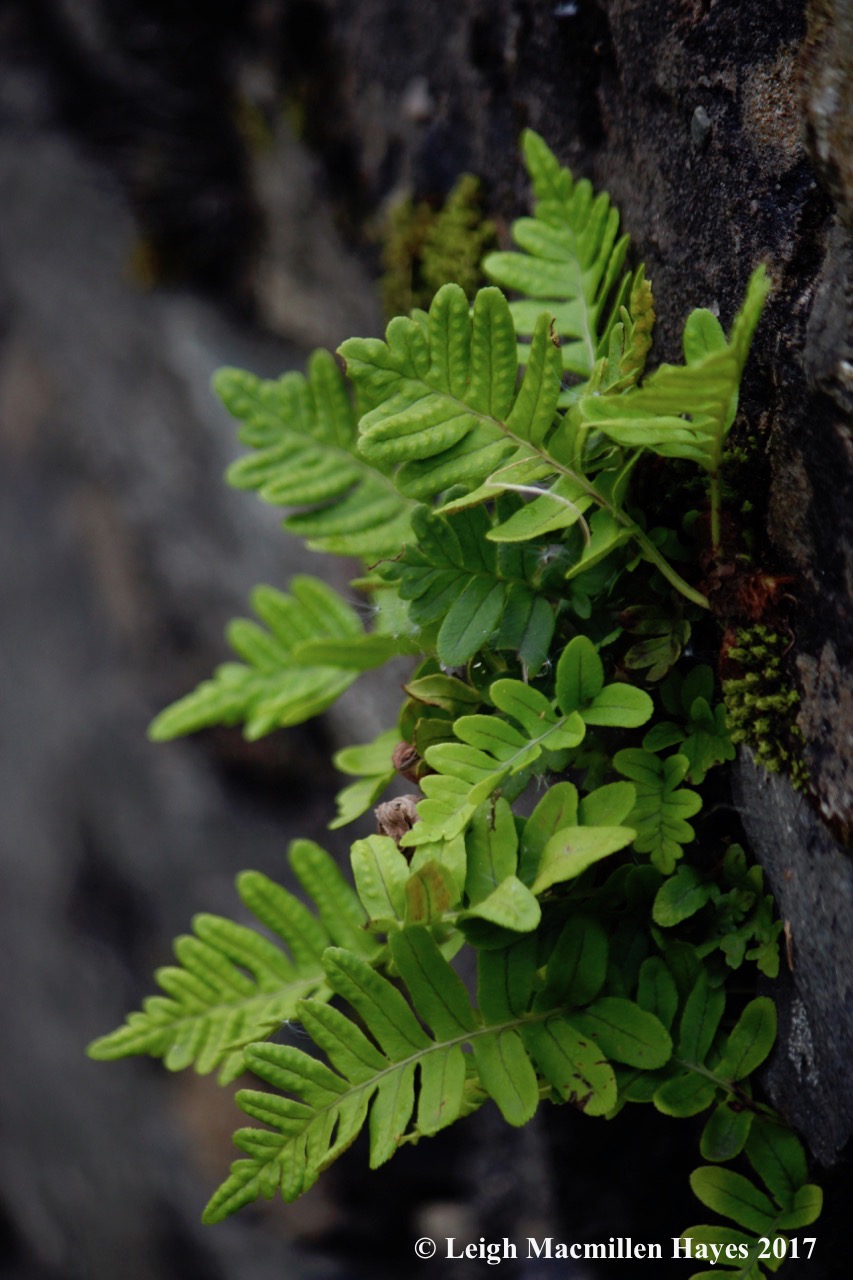 s-polypody, wall by Arrochar