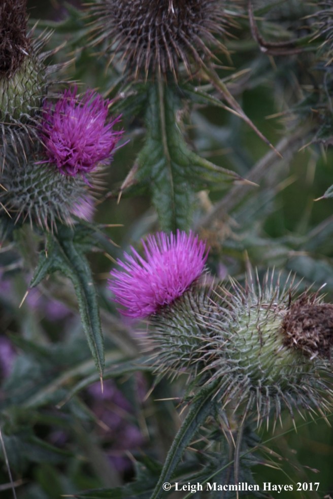 s-prickly thistles