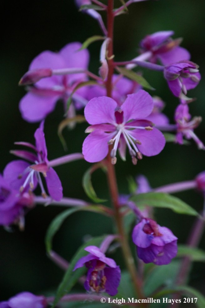 s-rosebay willowherb 1, days 1 and 2