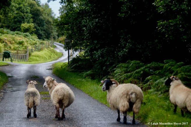 s-sheep on way to Sween