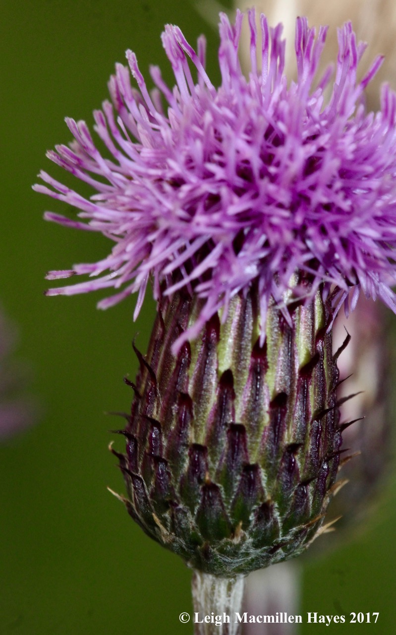 s-thistle 11