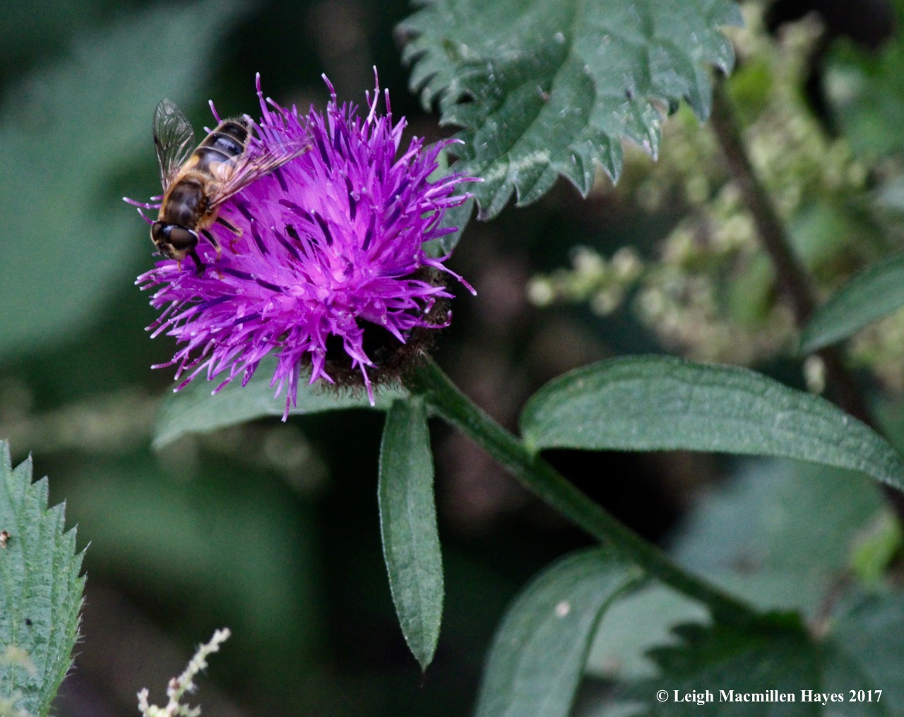 s-thistle and bee, Days 1 and 2