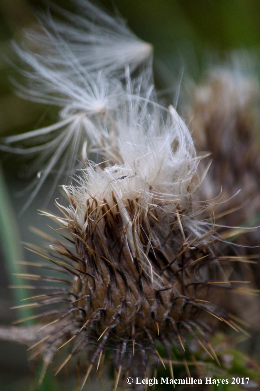 s-thistle seeds