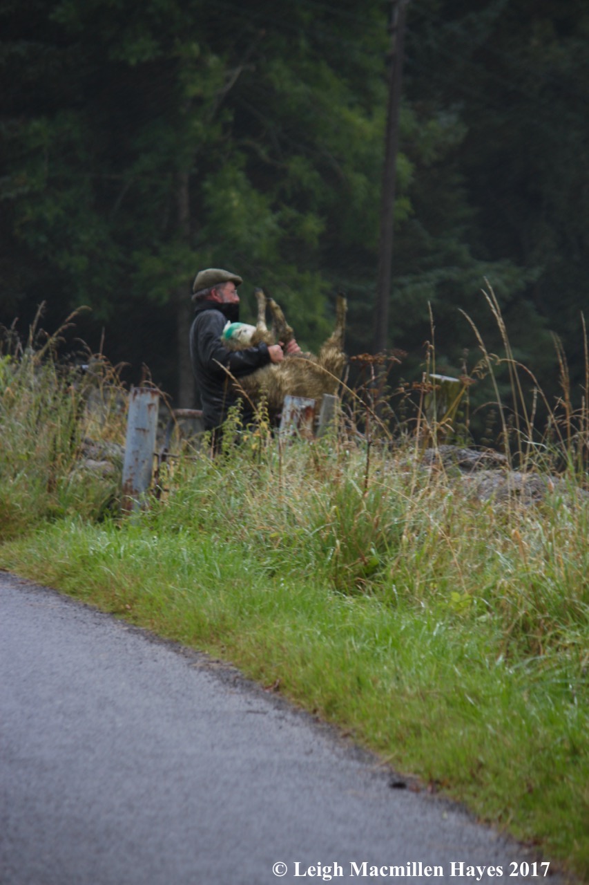 s-tossing the sheep, Sept 7