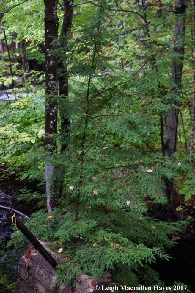 s14-hemlock atop cement