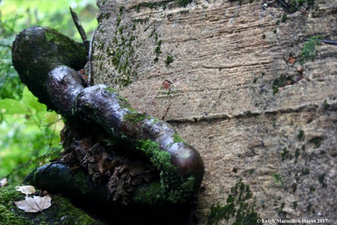 s16-tree root in sluiceway