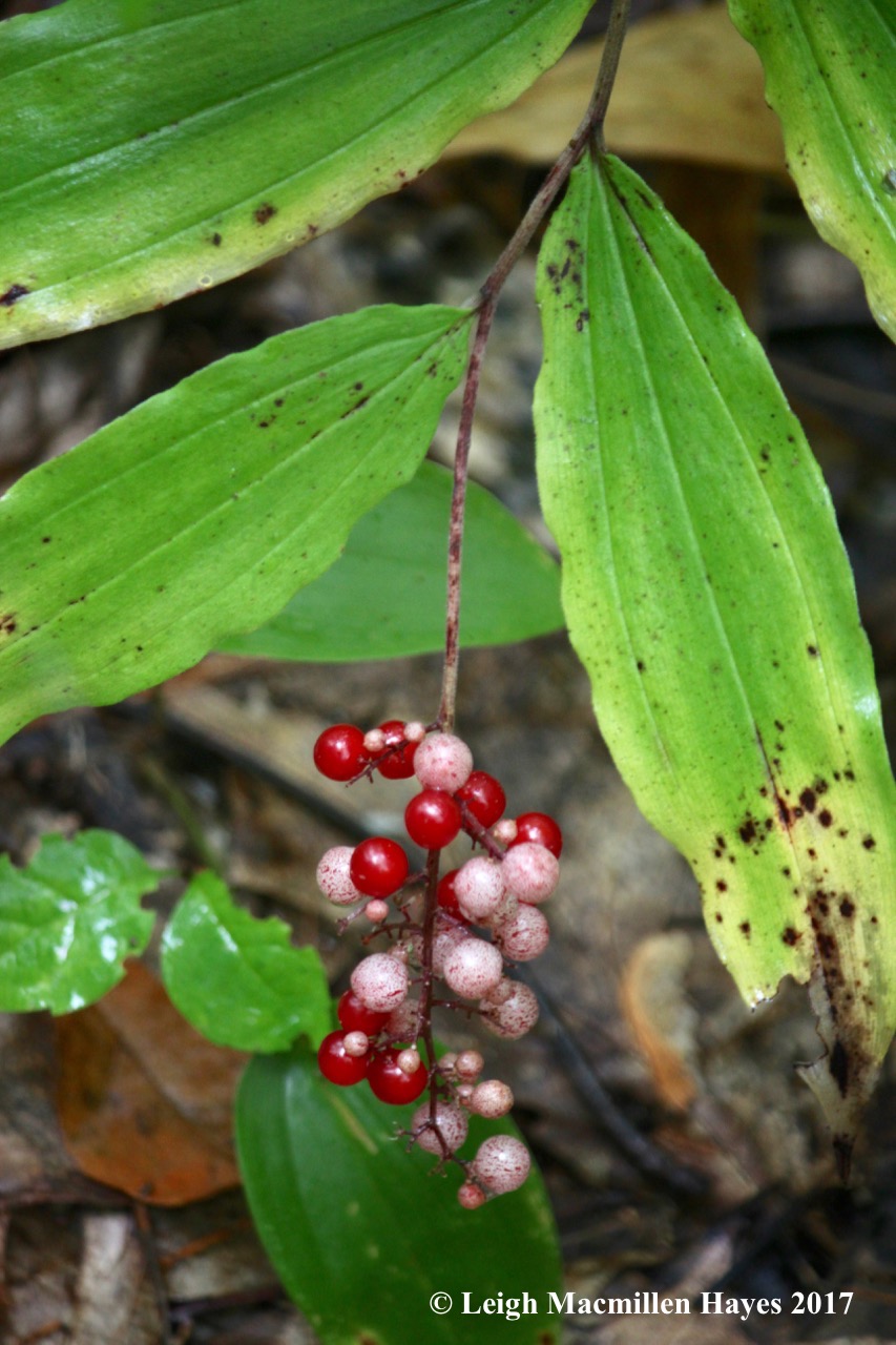 s18-false Solomon's-seal berries