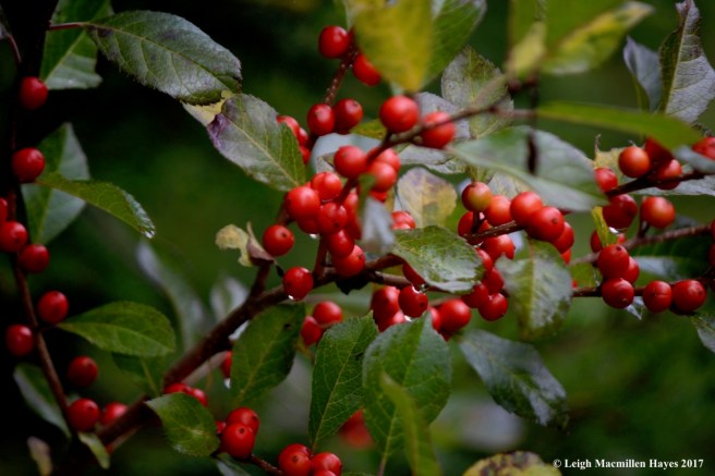 s19-winterberries