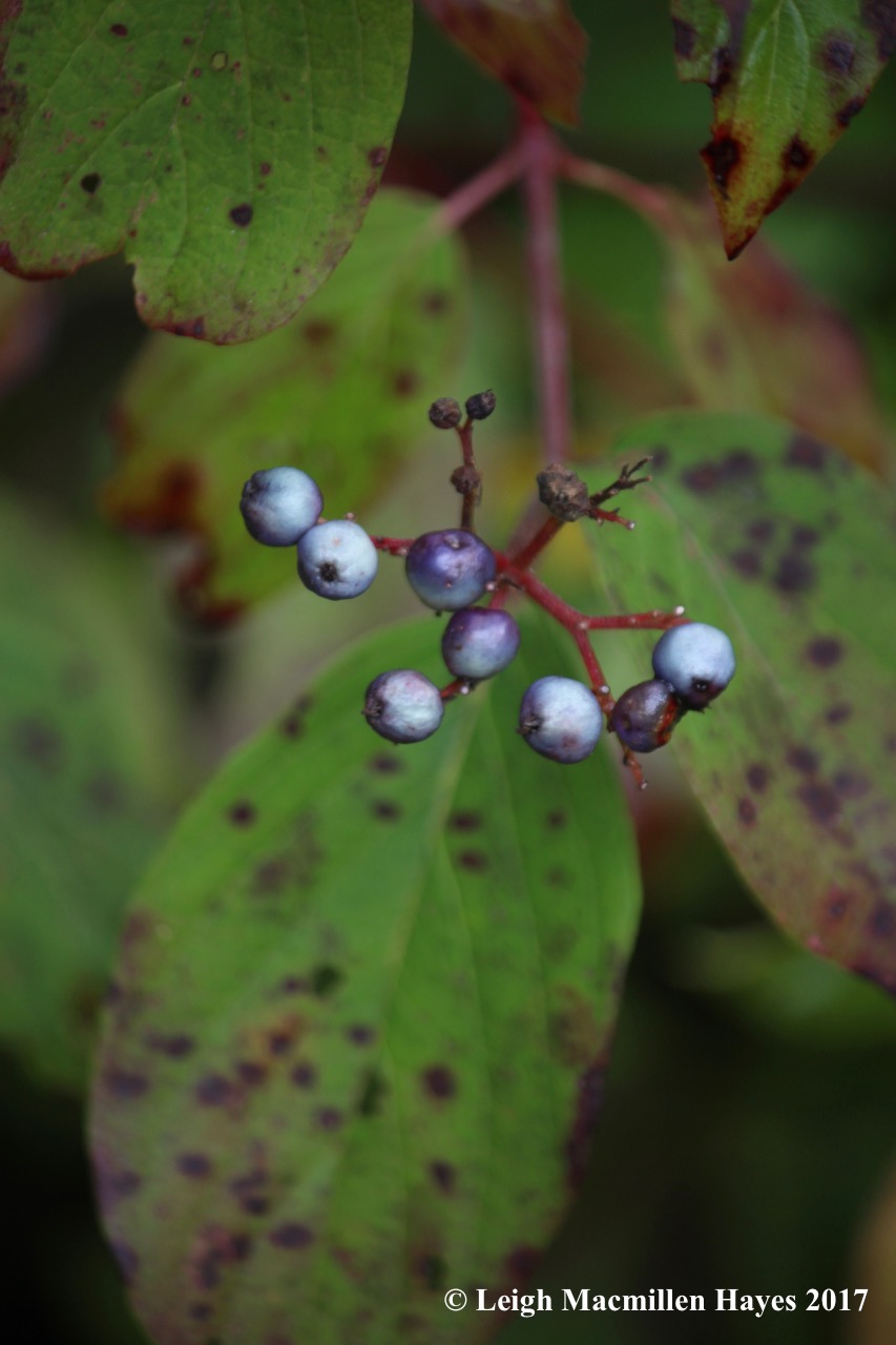 s21-red-stemmed dogwood