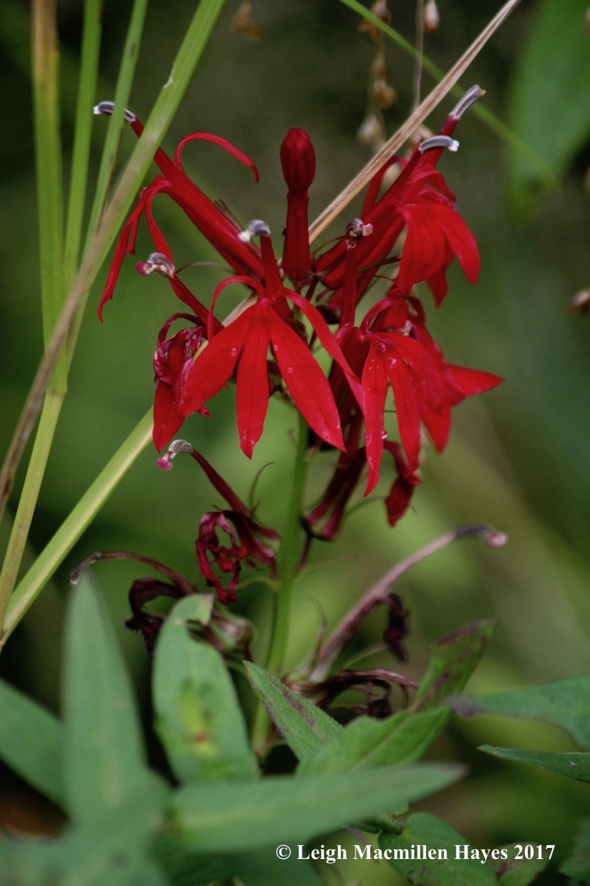 s22-cardinal flower
