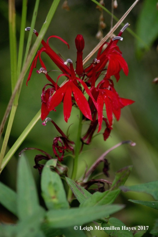 s22-cardinal flower
