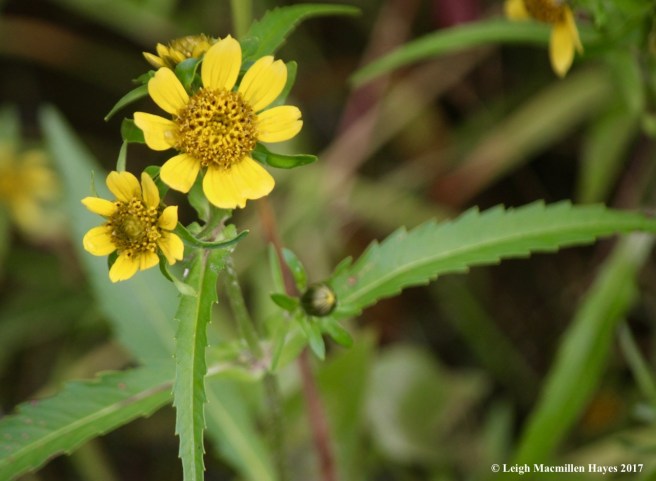 s23-Northern beggar-ticks