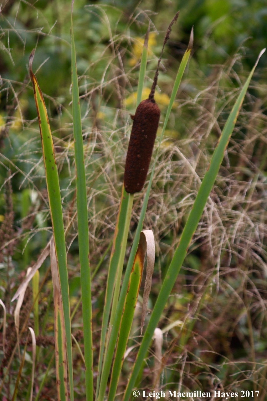 s24-cat-in-nine-tails