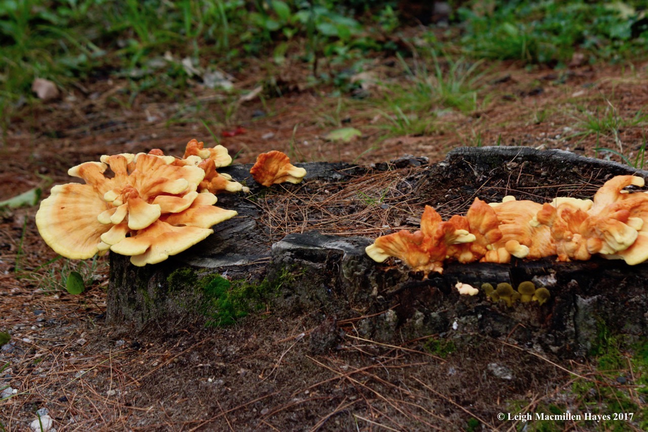 s27-chicken of the woods