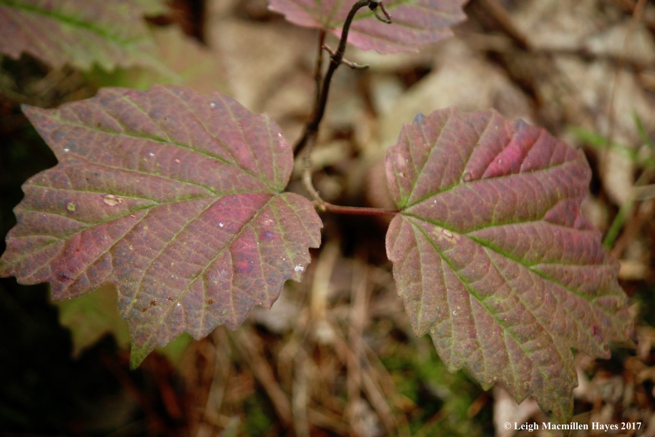 s33-maple-leaf viburnum