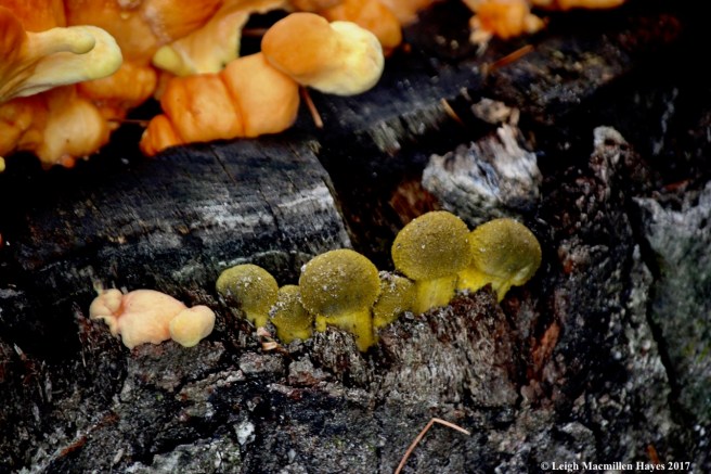 s38-honey mushrooms?