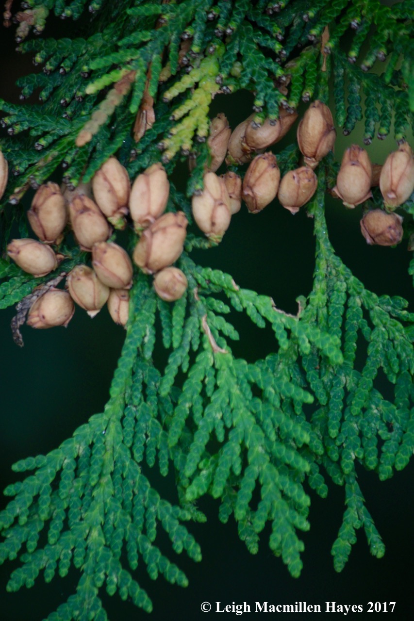 s44-Northern white cedar 1