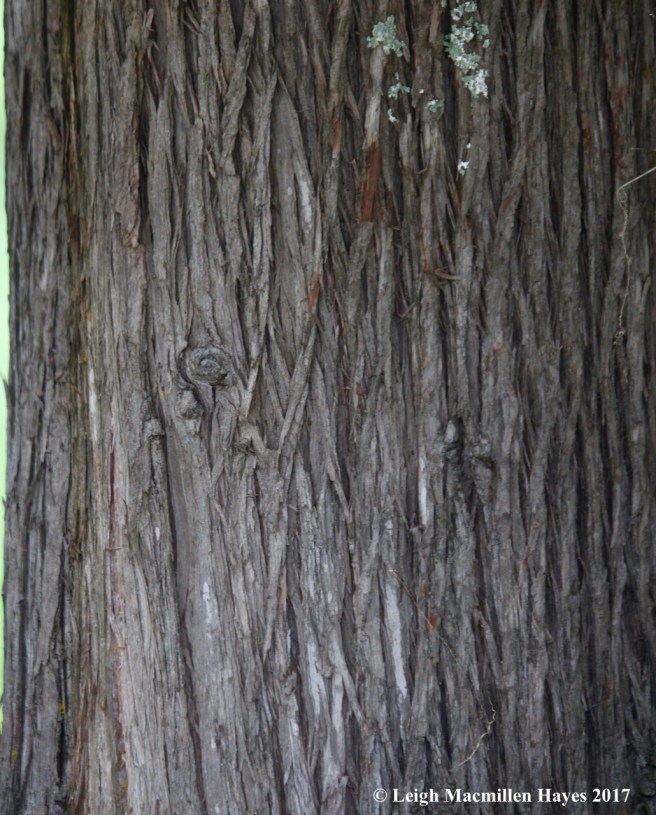 s46-northern white cedar bark