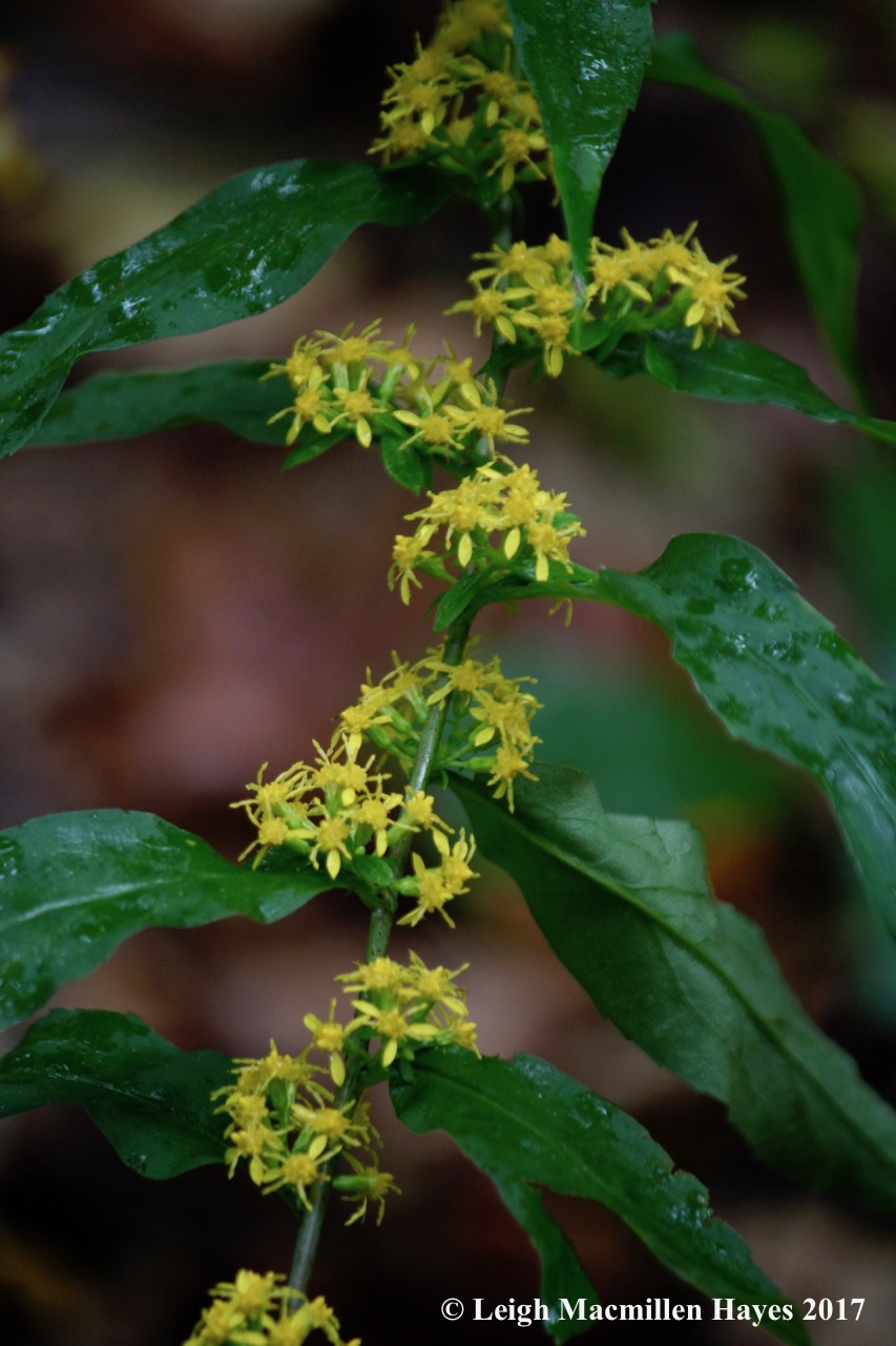 s8-blue-stemmed goldenrod 1
