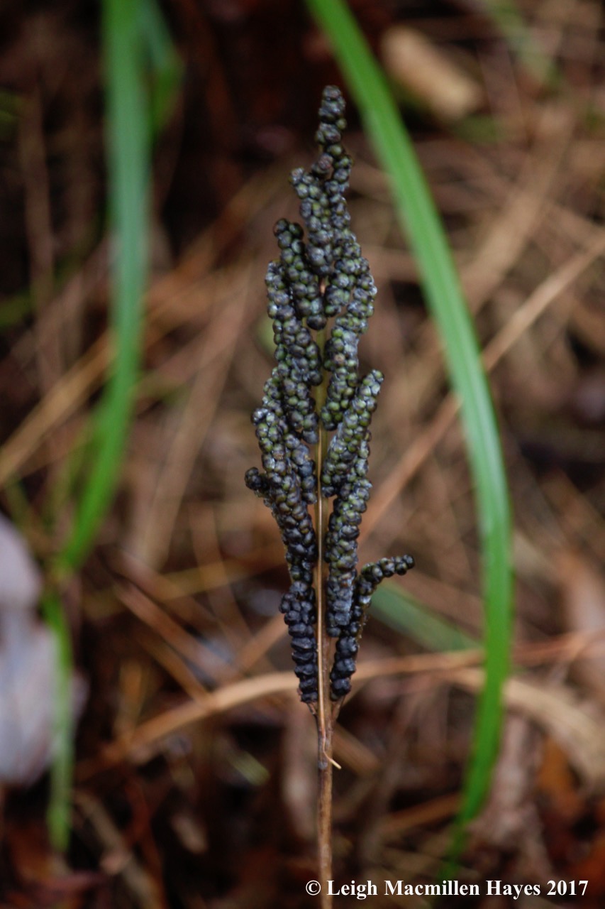 hp10-sensitive fern fertile frond