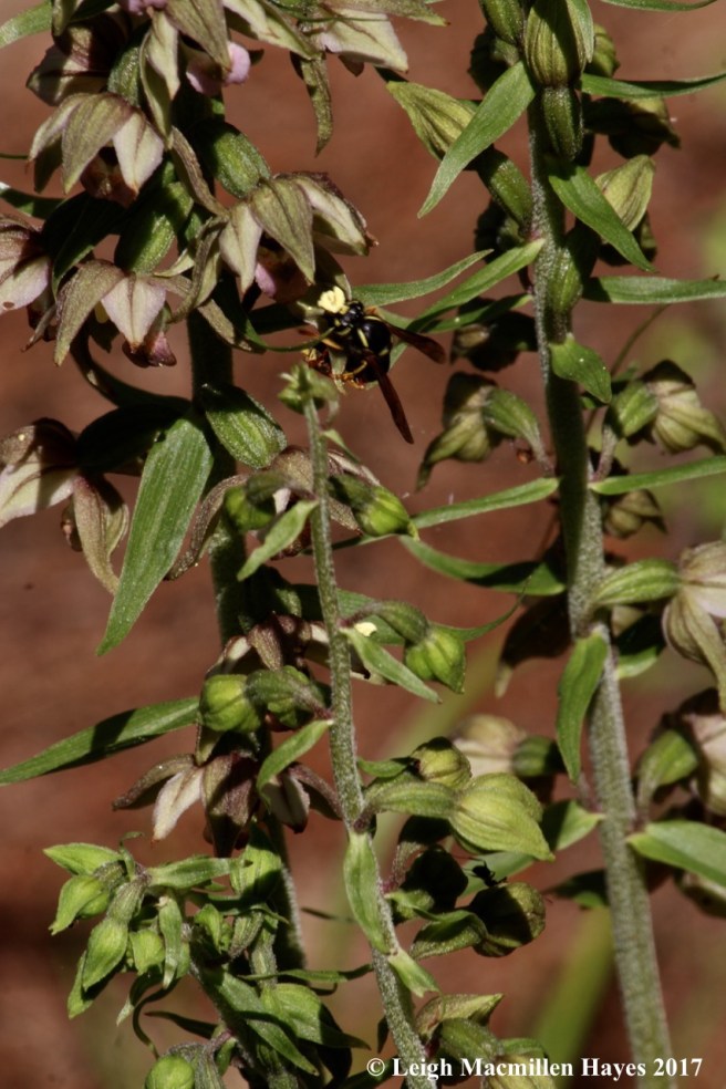 i-helleborine wasp 1