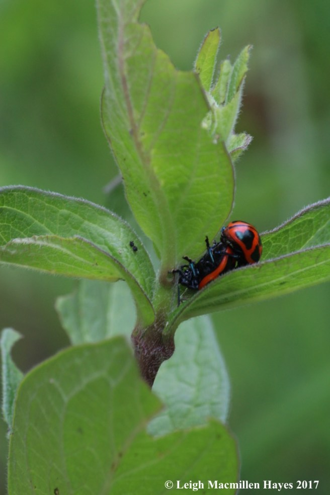 i-lady beetles canoodling