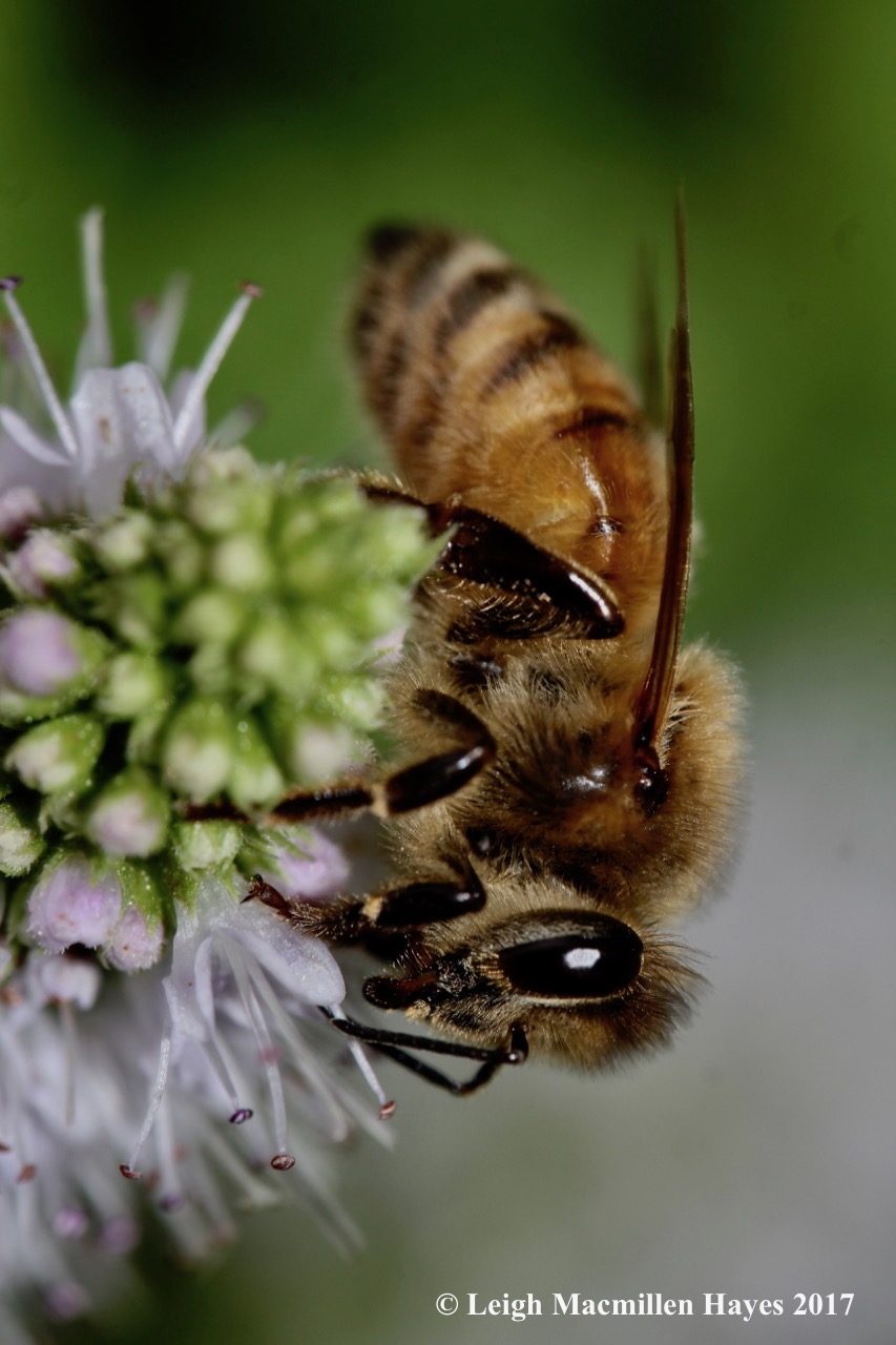 i4-honey bee, leg parts1