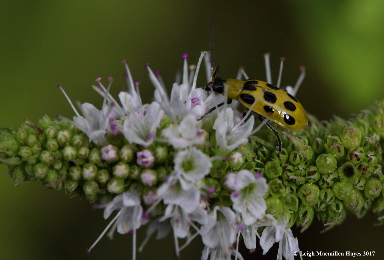 i6-spotted cucumber beetle
